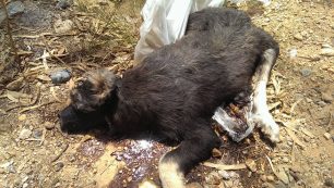 Ελευσίνα: Βρήκαν τον σκύλο σφαγμένο με το φίμωτρο ακόμα στο στόμα του