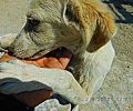 Σε άθλιες συνθήκες τα σκυλιά που εγκαταλείφθηκαν στην Ερμίτσα Αιτωλοακαρνανίας στις εγκαταστάσεις της ΒΙΟΜΠΕΤΟΝ (βίντεο)