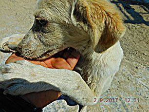 Σε άθλιες συνθήκες τα σκυλιά που εγκαταλείφθηκαν στην Ερμίτσα Αιτωλοακαρνανίας στις εγκαταστάσεις της ΒΙΟΜΠΕΤΟΝ (βίντεο)