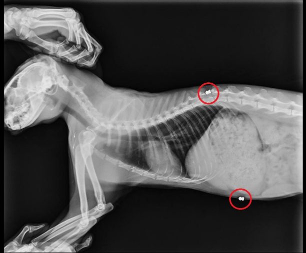 Λέσβος: Βρήκαν την αδέσποτη γάτα πυροβολημένη 2 φορές με αεροβόλο στις Καμάρες Μυτιλήνης