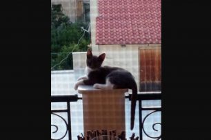 Χάθηκε ασπρόμαυρη θηλυκή γάτα στα Σεπόλια της Αθήνας