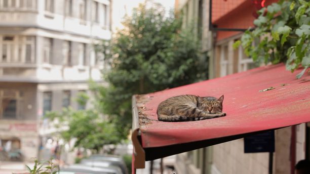 Ντοκιμαντέρ για τις γάτες της Κωνσταντινούπολης στις 21/9 στον κινηματογράφο «Δαναός 2»