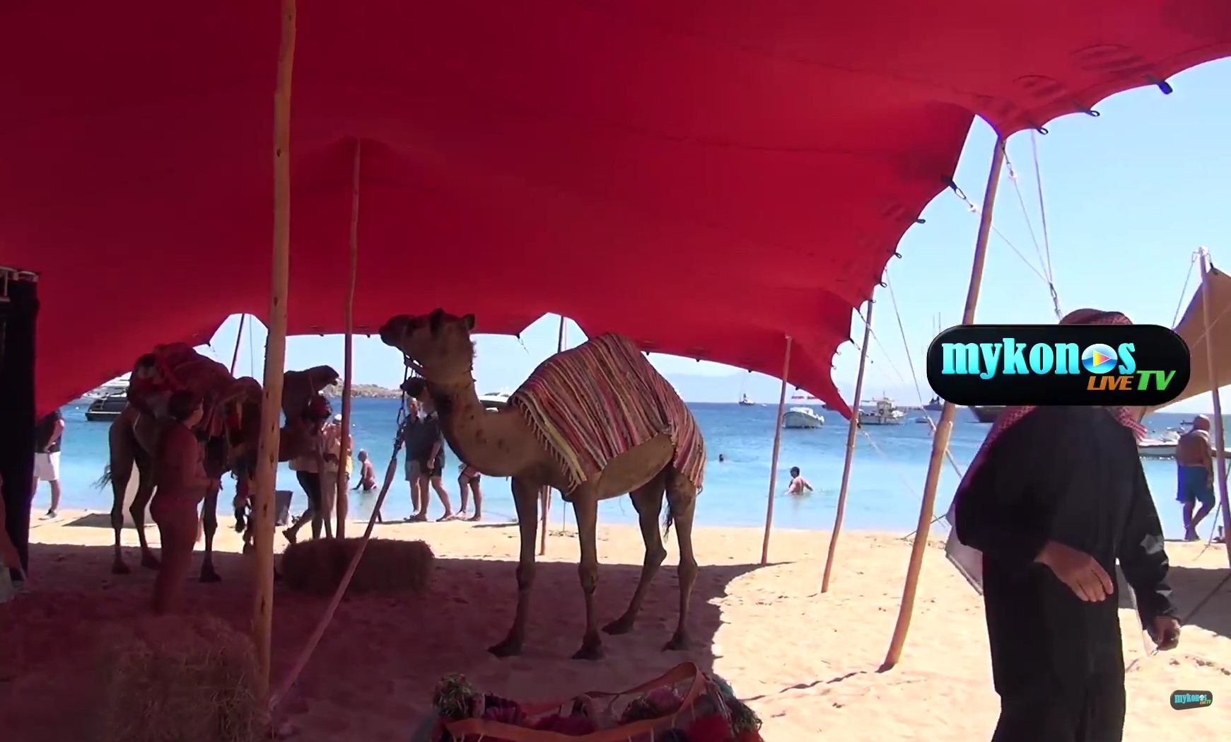 Καταγγελία της Π.Φ.Π.Ο. στην Αστυνομία για τις καμήλες ως ντεκόρ σε συναυλία στη Μύκονο (βίντεο)