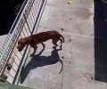 Αθήνα: Έκκληση για τη σωτηρία του σκύλου που εντοπίστηκε εγκαταλελειμμένος σε ταράτσα στην πλατεία Κάνιγγος (βίντεο)