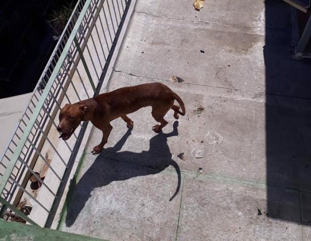 Αθήνα: Έκκληση για τη σωτηρία του σκύλου που εντοπίστηκε εγκαταλελειμμένος σε ταράτσα στην πλατεία Κάνιγγος (βίντεο)