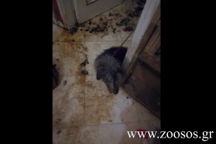 20-9-2017 η δίκη του άνδρα που κακοποιούσε στο Κολωνάκι της Αθήνας τα σκυλιά που υιοθετούσε
