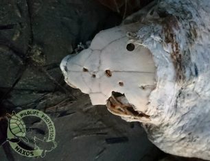 Νάξος: Βρήκαν τη θαλάσσια χελώνα νεκρή εμφανώς δολοφονημένη από ανθρώπινο χέρι