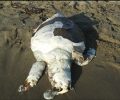 Λακωνία: Βρήκαν νεκρή μπλεγμένη σε πετονιά ακόμα μία θαλάσσια χελώνα Caretta caretta