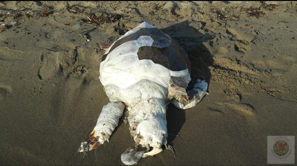 Λακωνία: Βρήκαν νεκρή μπλεγμένη σε πετονιά ακόμα μία θαλάσσια χελώνα Caretta caretta