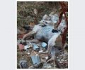 Μαζικές θανατώσεις ζώων με φόλες στην Αρκαδία καταγγέλλει ο Πολιτιστικός Φιλοζωικός Σύλλογος Τρίπολης
