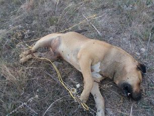 Μανιάκι Φλώρινας: Βρήκαν τον αδέσποτο σκύλο νεκρό με δεμένα τα πόδια