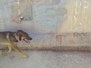Έκκληση για τον σκύλο που περιφέρεται στον παράδρομο της Αττικής Οδού στον Άγιο Θωμά Αμαρουσίου