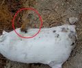 Μάρθα Ηράκλειου Κρήτης: Βρήκε το πτώμα του σκύλου πεταμένο σε τσουβάλι σε κεντρικό δρόμο
