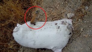 Χίος: Ποινή - «χάδι» για τον άνδρα που σκότωσε τον σκύλο του στα Πατρικά αφού τον έκλεισε σε τσουβάλι