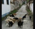 Βοηθήστε προσφέροντας σκυλοτροφές στ’ αδέσποτα της Μαυροπηγής που ζουν στο εγκαταλελειμμένο χωριό της Κοζάνης