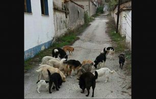 Βοηθήστε προσφέροντας σκυλοτροφές στ’ αδέσποτα της Μαυροπηγής που ζουν στο εγκαταλελειμμένο χωριό της Κοζάνης