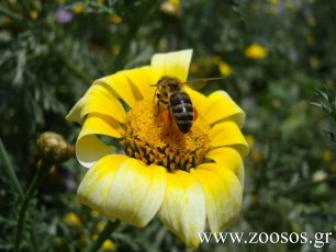 Ε.Ε.: Απαγόρευση τριών εντομοκτόνων για τη σωτηρία των μελλισών