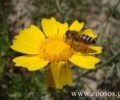 Επιτρέπονται στην Ελλάδα τα φυτοφάρμακα που εξοντώνουν τις μέλισσες