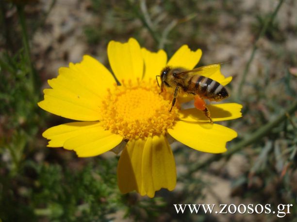 Επιτρέπονται στην Ελλάδα τα φυτοφάρμακα που εξοντώνουν τις μέλισσες