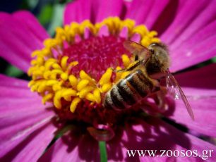 Υπέρ του περιορισμού των νεονικοτινοειδών φυτοφαρμάκων για την προστασία των μελισσών ψήφισε η χώρα μας