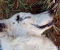Μπόρσι Ηλείας: Βρήκαν τον σκύλο τους νεκρό, πυροβολημένο από κυνηγό εξ επαφής στο κεφάλι με μονόβολο  