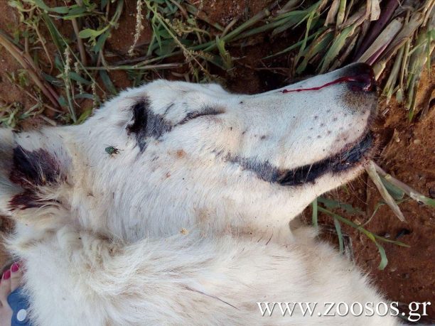 Μπόρσι Ηλείας: Βρήκαν τον σκύλο τους νεκρό, πυροβολημένο από κυνηγό εξ επαφής στο κεφάλι με μονόβολο  