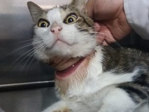 Λέσβος: Έκκληση για να καλυφθεί το κόστος φροντίδας της γάτας που βρέθηκε με θηλιά - λαστιχάκι στον λαιμό