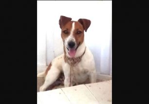 Χάθηκε αρσενικός σκύλος στη Νέα Ηρακλείτσα Καβάλας