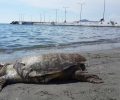 Νεάπολη Λακωνίας: Νεκρή θαλάσσια Caretta caretta χελώνα χτυπημένη στο κέλυφος της κοιλιάς