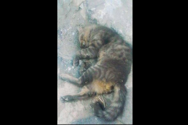 Καταγγελία για μαζικές δολοφονίες γατιών με φόλες στη Νίσυρο