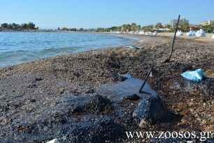 ΑΝΙΜΑ: Σταδιακά θα εντοπίζονται ζώα που κινδυνεύουν από το πετρέλαιο στον Σαρωνικό