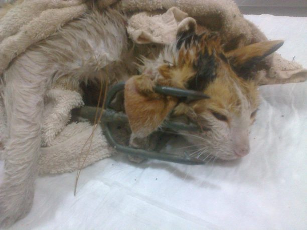 Περαχώρα Κορινθίας: Κάρφωσε τη γάτα με τρίαινα ψαροντούφεκου & την πέταξε ζωντανή στον υπόνομο