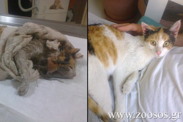 Επέζησε & αναρρώνει η γάτα που βρέθηκε καρφωμένη σε τρίαινα, πεταμένη σε υπόνομο στην Περαχώρα Κορινθίας