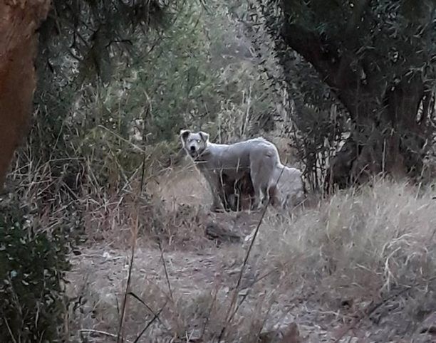 Πολυδένδρι Αττικής: Ζητούν βοήθεια για να πιάσουν & να στειρώσουν 2 σκυλιά που ζουν στον παράδρομο της Εθνικής Οδού