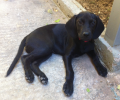 Βρέθηκε - Αναζητούν τον μαύρο σκύλο που εξαφανίστηκε από το Ψυχικό Αττικής