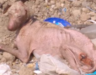 Έκκληση για τη σωτηρία άρρωστου σκύλου που εντοπίστηκε σε χωματερή της Καλλιθέας Λουτρακίου Κορινθίας
