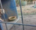 Σε κάδους σκουπιδιών & ψυγεία «στεγάζει» αδέσποτα σκυλιά στο παράνομο «καταφύγιο» του ο Δήμος Σπάρτης (βίντεο)