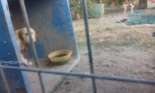 Σε κάδους σκουπιδιών & ψυγεία «στεγάζει» αδέσποτα σκυλιά στο παράνομο «καταφύγιο» του ο Δήμος Σπάρτης (βίντεο)