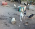 Παρέμβαση Τσίπρα ζητάει η Π.Φ.Π.Ο. για να σταματήσει η κακοποίηση σκυλιών στο παράνομο «καταφύγιο» αδέσποτων του Δήμου Σπάρτης