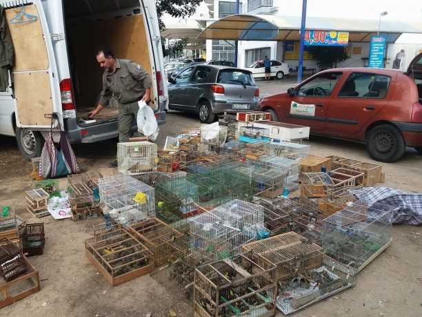 1.083 πουλιά που πωλούσαν παράνομα πουλοπιάστες κατασχέθηκαν στο παζάρι του Σχιστού (βίντεο)