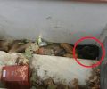 Βρήκαν σκύλο χτυπημένο & σφηνωμένο σε είσοδο υπογείου σε κεντρικό δρόμο της Θήβας