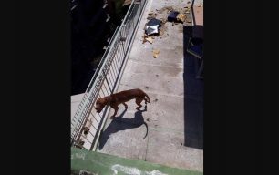Αθήνα: Εξαφάνισαν τον σκύλο που είχαν εγκαταλείψει σε ταράτσα πολυκατοικίας στην πλατεία Κάνιγγος (βίντεο)