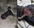 Χιλιομόδι Κορινθίας: Βρήκε τον σκύλο τραυματισμένο και πιθανότατα πυροβολημένο στο πλάι του δρόμου