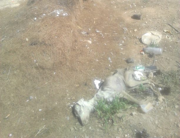 Νεκρό το άρρωστο σκυλί στη χωματερή της Καλλιθέας Λουτρακίου αλλά δεκάδες ζωντανά σε ίδια κατάσταση χρειάζονται βοήθεια
