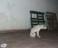 Ψάχνουν τον άσπρο σκύλο που περιφέρεται με συρμάτινη θηλιά στον λαιμό στο Αλωνάκι Χαλκίδας στην Εύβοια