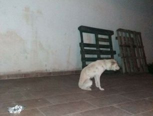 Ψάχνουν τον άσπρο σκύλο που περιφέρεται με συρμάτινη θηλιά στον λαιμό στο Αλωνάκι Χαλκίδας στην Εύβοια