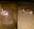 Βρήκε γατάκι ζωντανό κλεισμένο σε πλαστικές σακούλες πεταμένο σε χωράφι στα Άνω Λιόσια
