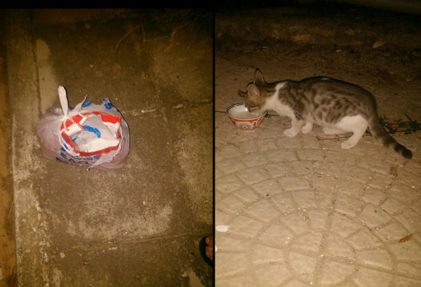 Βρήκε γατάκι ζωντανό κλεισμένο σε πλαστικές σακούλες πεταμένο σε χωράφι στα Άνω Λιόσια