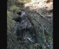 Βρήκαν νεκρή αρκούδα σε προχωρημένη σήψη κοντά στην Καστανιά Τρικάλων