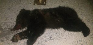 Φλώρινα: Τρίτο θανατηφόρο τροχαίο σε τρεις μήνες με θύμα αρκουδάκι στην περιοχή Κλειδί Αμυνταίου